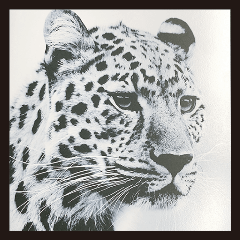 画像や文字にWhiteを追加した際の完成イメージ