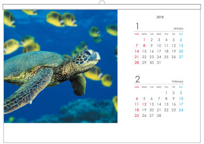 プラホルダーカレンダー　横イメージ